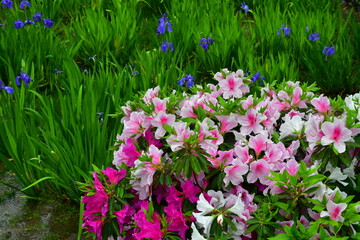 ツツジとかきつばたの咲く雨の庭園