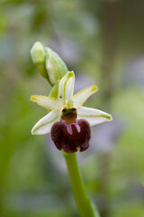 Early Spider Orchid (Ophrys sphegodes praecox, Sardinia, Italy) 