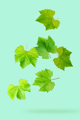 Falling organic grape leaves isolated on tranquil background. - 794545359