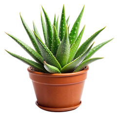 Fresh aloe vera plant in a terracotta pot isolated on transparent
