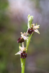An endemic orchid, Ophrys exaltata morisii in flower, Sardinia, Italy
