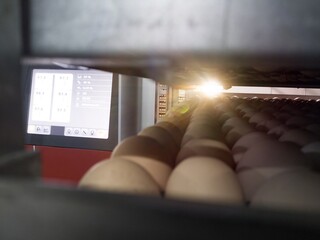 Close up the eggs on the trolley with concept technology of smart incubation hatchering machine....