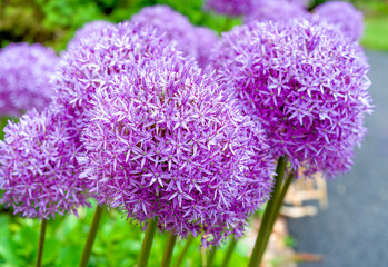 Giant globe alliums flowering in the summer garden.