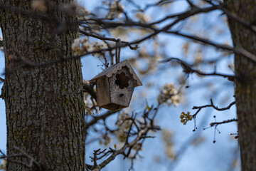 Birdhouse on a tree, spring forest