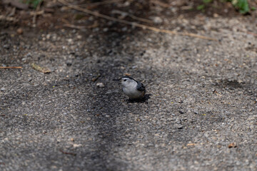 White-breasted Nuthatch on the road in the park