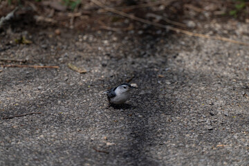 White-breasted Nuthatch on the road in the park