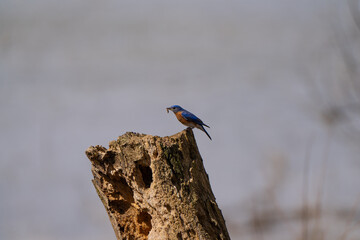 Eastern Bluebird, the bird catches worms in the old stump