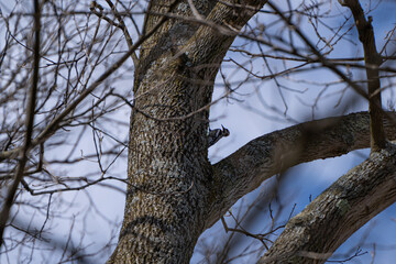 Woodpecker on a tree in the Tawawa Park, Ohio, USA