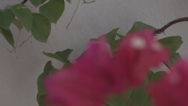 Bougainvillea spectabilis (Primavera flower)