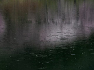 湖面に映るオオヤマザクラ　長野県大町市　中綱湖