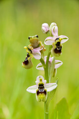 Sawfly Orchid (Ophrys tenthredinifera) flower. Sassari, Sardinia, Italy.