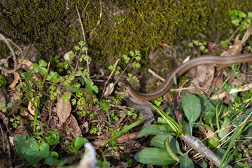 Watersnake, a snake among foliage in the forest against the background of moss