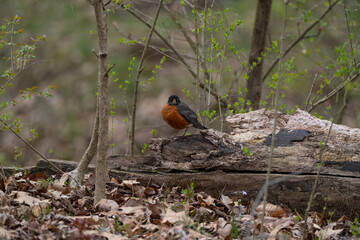 American robin on a tree trunk, Tawawa Park, Ohio, USA