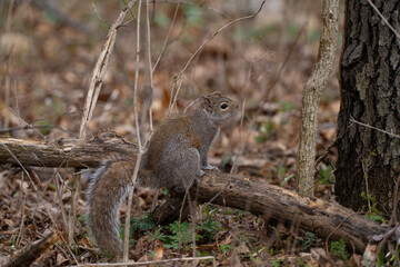 Squirrel on a tree trunk in the forest
