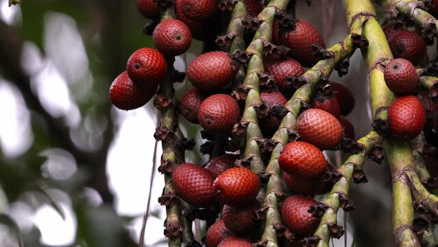 buriti palm tree in close up