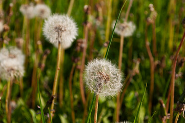 Closeup of ripe dandelions among green grass
