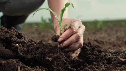 Farmers hands plant green sprout in soil. Farmer plants green sprout with his hands using garden...