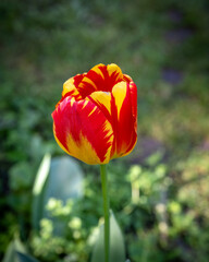 Obraz premium Tulipano