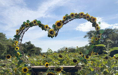 Heart shape sunflower frame