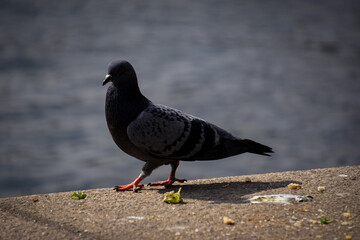 Close up of a bird against water
