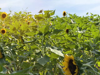 Sunflower plant field