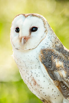 The barn owl is the most widely distributed species of owl in the world and one of the most widespread of all species of birds, being found almost everywhere except for polar and desert regions, Asia 