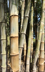 Bamboo wooden branch