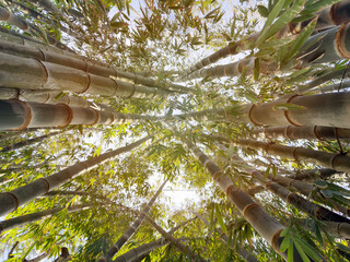 Bamboo tree flora background