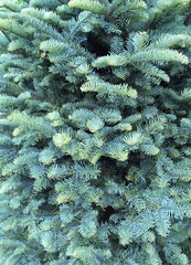 Foliage of an undecorated Spruce Christmas tree