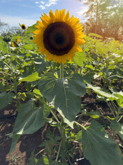 Sunflower plant flower
