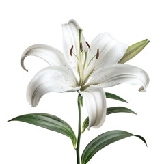 A stunning white lily stands out beautifully against a sleek clear background captured in isolation on transparent background