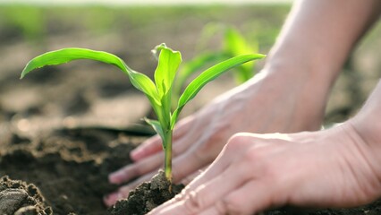 Farmer plants green sprout with his hands using garden spade, plant growing in agriculture. Agriculture business concept. Farmers hands plant green sprout in soil. Gardener works on ground Agriculture