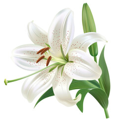 A stunning white garden lily stands out in sharp detail against a soft green backdrop beautifully isolated on transparent background