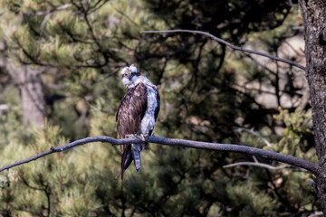 Colorado Osprey