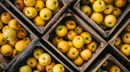 Vibrant autumnal apple harvest in wooden crates, showcasing variety of yellow and green shades, symbolizing abundance and Thanksgiving.