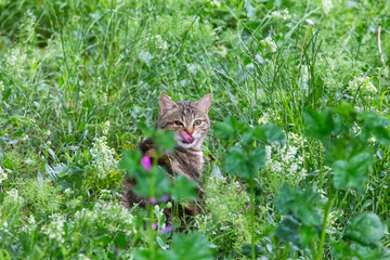 The one-eyed cat licking its face  depicting a cite look in a meadow