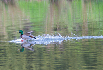 Male mallard duck landing in a lake in spring. - obrazy, fototapety, plakaty