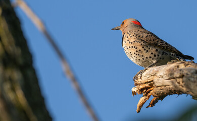 Closeup of a northern flicker perched on a branch.
