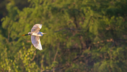 Closeup of a snowy egret flying past trees at sunrise.