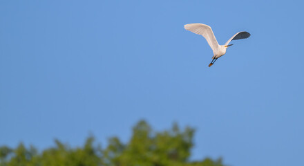 Snowy egret in flight against a clear blue sky.