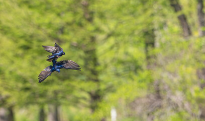 Purple martins fighting in mid-air.