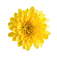 A vibrant yellow flower against a pristine transparent background set beautifully on a clear transparent background