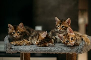 Kittens of the striped Kuril bobtail play on scratching posts for the cat.