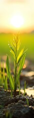Obraz premium A close-up of a single green plant growing in a field at sunset.