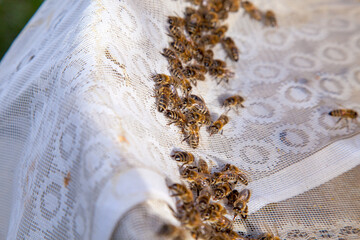 Bees drink water in summer on textile background..