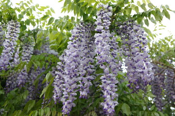 Violet - lilac flowers of Wisteria sinensis, Chinese wisteria in bloom