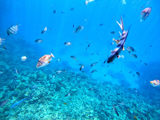 Rhinecanthus assasi fish or Picasso trigger fish on his coral reef in the Red Sea, Egypt..