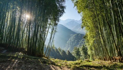 Bamboo Forest in the Himalayan Mountains - obrazy, fototapety, plakaty