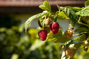 Ripe and unripe raspberry in the fruit garden. Growing natural bush of raspberry. Branch of raspberry in sunlight.