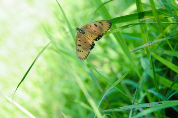 An Orange Butterfly Acraea terpsicore